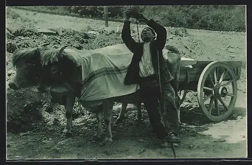 AK Baskischer Bauer leert eine Flasche vor seinem Ochsen-Gespann