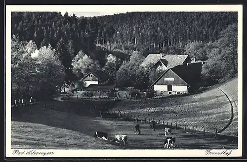 AK Bad Salzungen, Grundhof mit weidenden Kühen