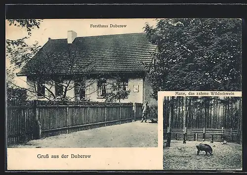 AK Bestensee, Forsthaus Duberow, Maxe - das zahme Wildschwein