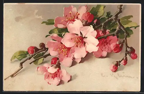 Künstler-AK Catharina Klein: Obstbaumblüten mit Knospen