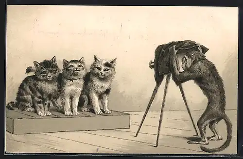 AK Affe fotografiert drei Katzen, vermenschlichte Tiere
