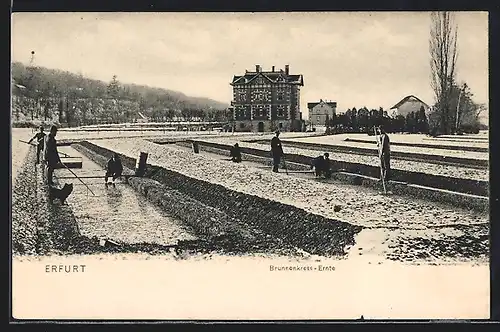 AK Erfurt, Brunnenkress-Ernte im Schnee