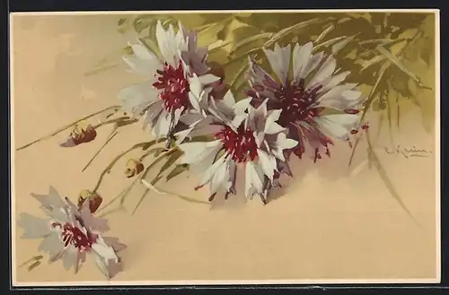 Künstler-AK Catharina Klein: Kornblumen mit Knospen