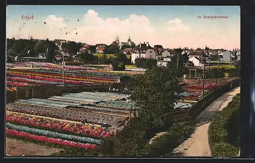 AK Erfurt, Ortsansicht mit Blumenfeldern