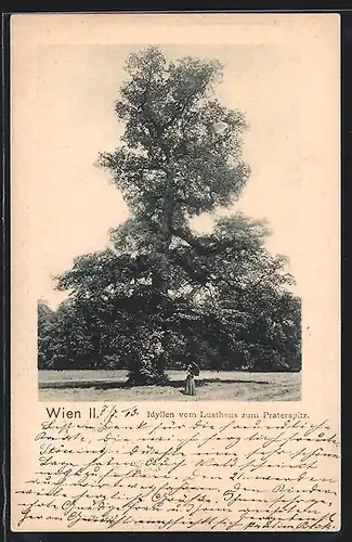 AK Wien, Frau an einem Baum