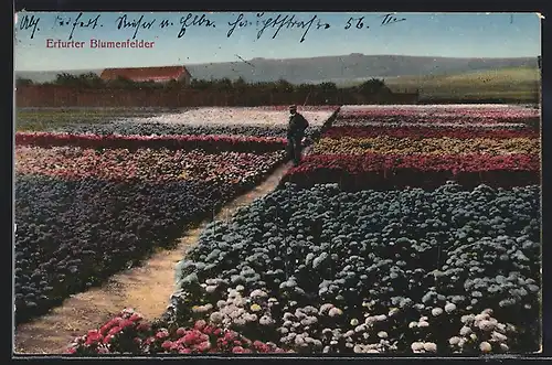 AK Erfurt, Erfurter Blumenfelder mit Fernblick