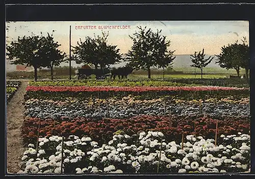 AK Erfurt, Erfurter Blumenfelder
