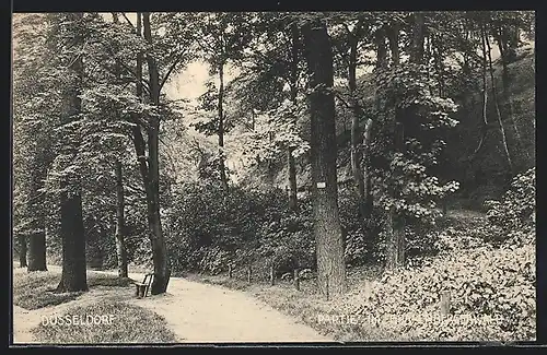 AK Düsseldorf, Waldweg im Grafenbergerwald