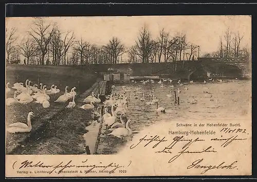 AK Hamburg-Hohenfelde, Schwäne in der Hohenfelder Bucht