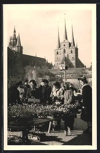 Foto-AK Erfurt, Marktstand mit Pflanzenverkauf vor St. Severi