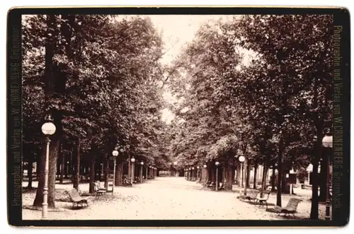 Fotografie W. Cronenberg, Grönenbach, Ansicht Bad Kissingen, Blick in eine Allee im Kurgarten, 1889