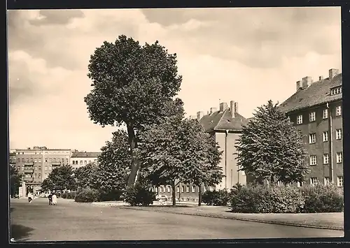 AK Berlin-Prenzlauer Berg, Topsstrasse mit einsamer Pappel