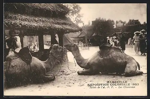 AK Marseille, Exposition coloniale 1922, Palais de l` A. O. F. - Les Chameaux