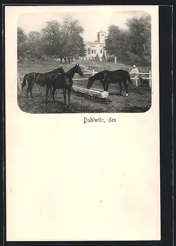 AK Dahlwitz-Hoppegarten, Schloss-Gut mit Pferden