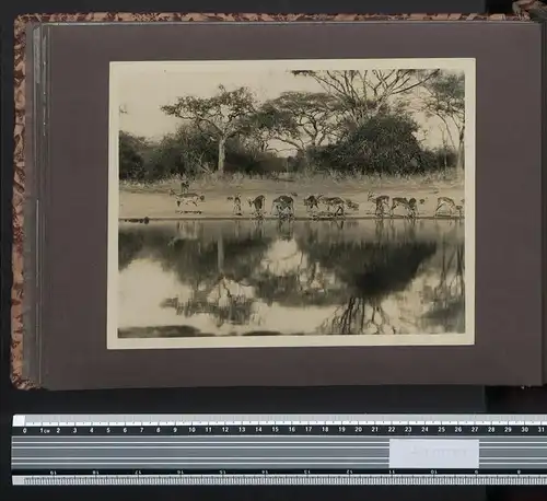 Fotoalbum mit 161 Fotografien, Ansicht Tansania, Nazi D.O.A. Kolonien 1938, Daressalaam, Zanzibar, Lushoto, Mombasa