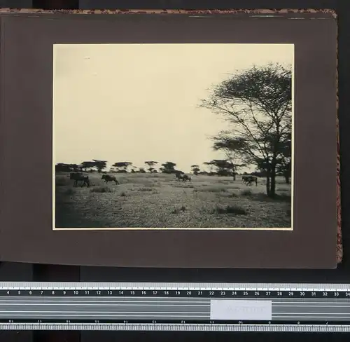 Fotoalbum mit 161 Fotografien, Ansicht Tansania, Nazi D.O.A. Kolonien 1938, Daressalaam, Zanzibar, Lushoto, Mombasa