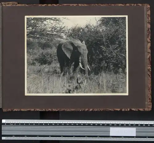 Fotoalbum mit 161 Fotografien, Ansicht Tansania, Nazi D.O.A. Kolonien 1938, Daressalaam, Zanzibar, Lushoto, Mombasa