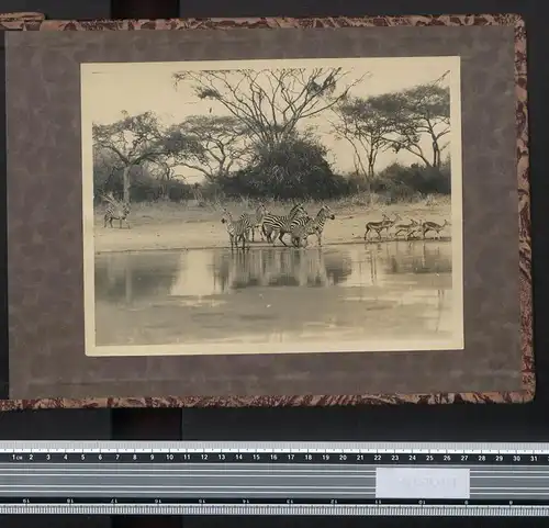 Fotoalbum mit 161 Fotografien, Ansicht Tansania, Nazi D.O.A. Kolonien 1938, Daressalaam, Zanzibar, Lushoto, Mombasa