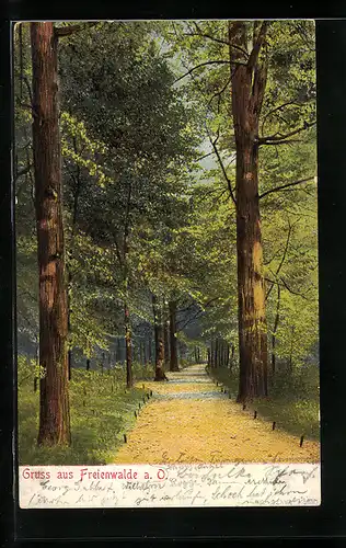 AK Freienwalde a. O., Waldpartie