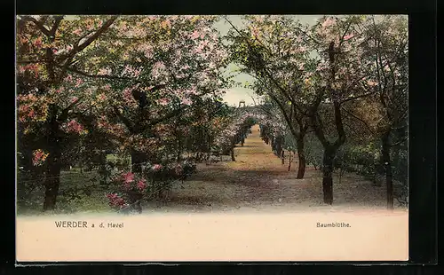 AK Werder a. H., Baumblüten-Allee