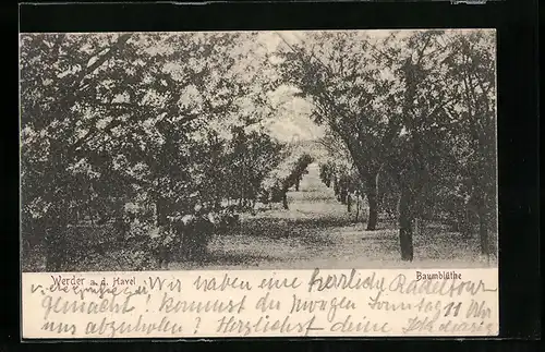 AK Werder a. H., Baumblüten-Allee