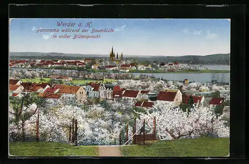 AK Werder / Havel, Panorama während der Baumblüte in voller Blütenpracht