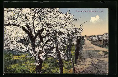AK Werder a. H., Baumblüte