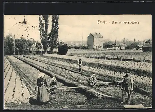 AK Erfurt, Arbeiter bei der Brunnenkress-Ernte