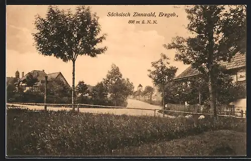 AK Sächsisch Zinnwald /Erzgeb., Strassenpartie mit Bäumen