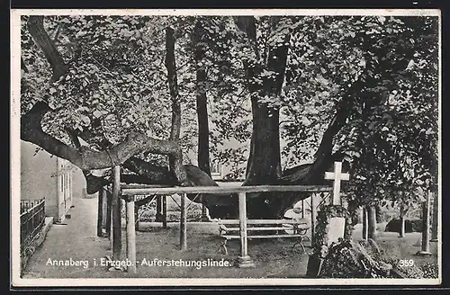 AK Annaberg i. Erzgeb., Auferstehungslinde