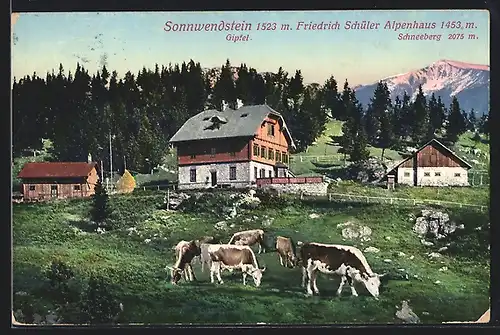 AK Schottwien, Friedrich Schüler Alpenhaua am Sonnwendstein, Kühe