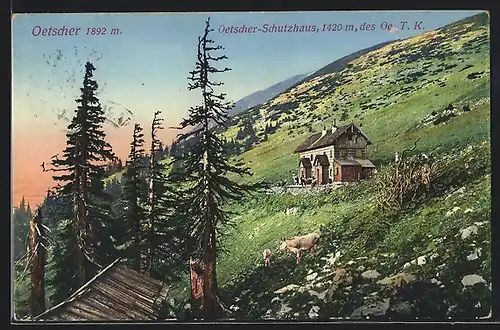 AK Oetscher-Schutzhaus, Kühe vor der Berghütte
