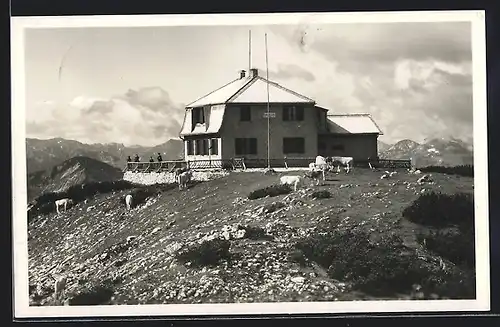 AK Terzerhaus Gemeindealpe mit Kühen