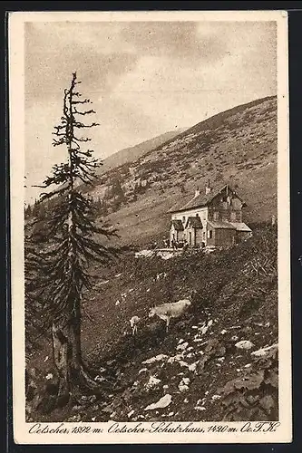 AK Oetscher-Schutzhaus, Vieh auf dem Oetscher