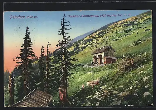 AK Oetscher-Schutzhaus, Kühe vor der Berghütte