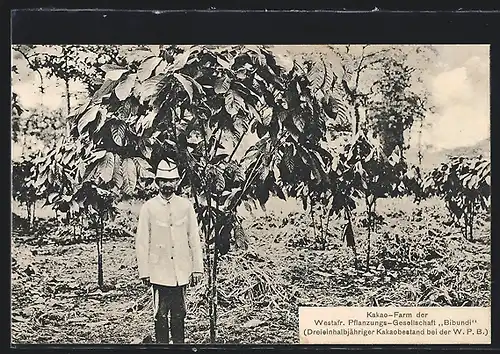 AK Westafrika, Kakao-Farm der Westafr. Pflanzungs-Gesellschaft Bibundi