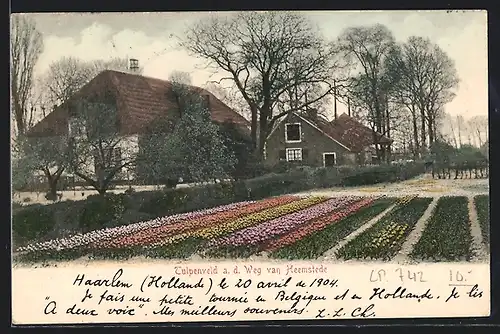 AK Heemstede, Tulpenveld a. d. Weg van Heemstede