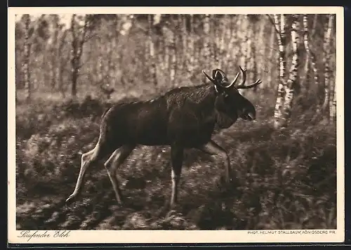 AK Kurische Nehrung, Elch läuft durch den Wald