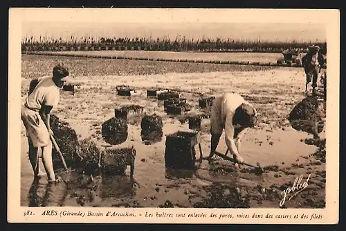 AK Ares, Bassin d`Arcachon, Les huitres sont enlevees des parcs