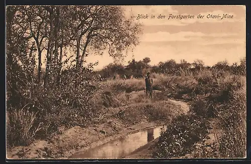 AK Tsumeb, Blick in Den Forstgarten der Otavi-Mine