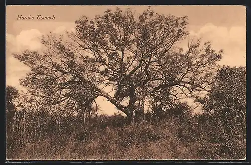 AK Tsumeb, Maruba Tsumeb