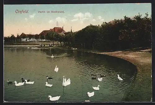AK Crefeld, Partie im Stadtwald am Ufer mit Schwänen und Enten