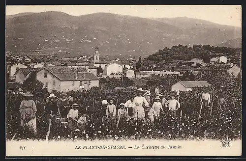 AK Grasse, La Cueillette du Jasmin