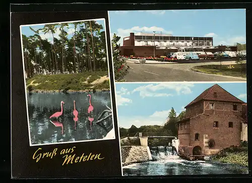 AK Metelen /Westf., Papier- und Schreibwaren Clemens Ewering, Flamingos auf dem Wasser, Mühle