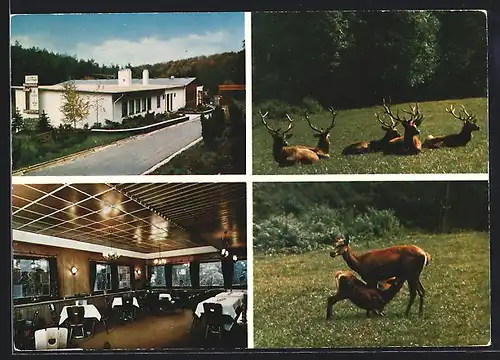 AK Gondorf /Kr. Bitburg, Hotel und Restaurant Waldhaus Eifel am Hochwildschutzpark