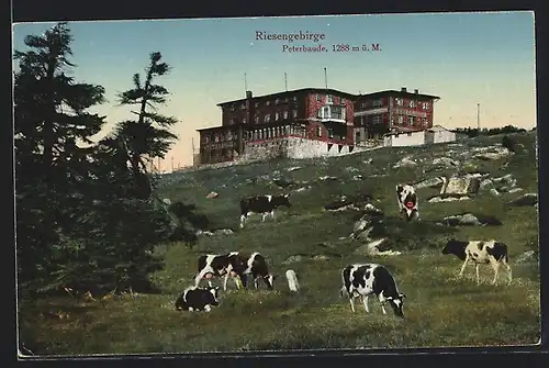 AK Peterbaude, Blick zur Berghütte hinüber über die Weide mit grasenden Kühen, mit Hüttenstempel