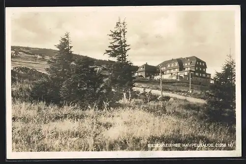 AK Hampelbaude im Riesengebirge, Blick zwischen die Tannen