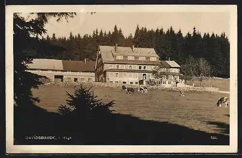 AK Davidsbaude im Riesengebirge, grasende Kühe vor der Berghütte