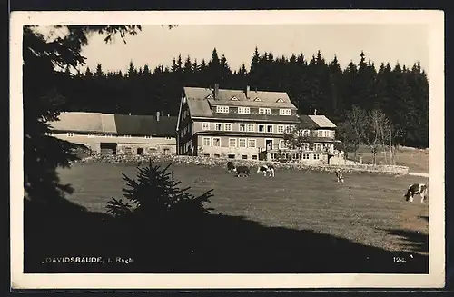 AK Davidsbaude im Riesengebirge mit grasenden Kühen