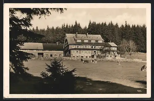 AK Davidsbaude im Riesengebirge, Berghütte bei Sonnenschein mit grasenden Kühen